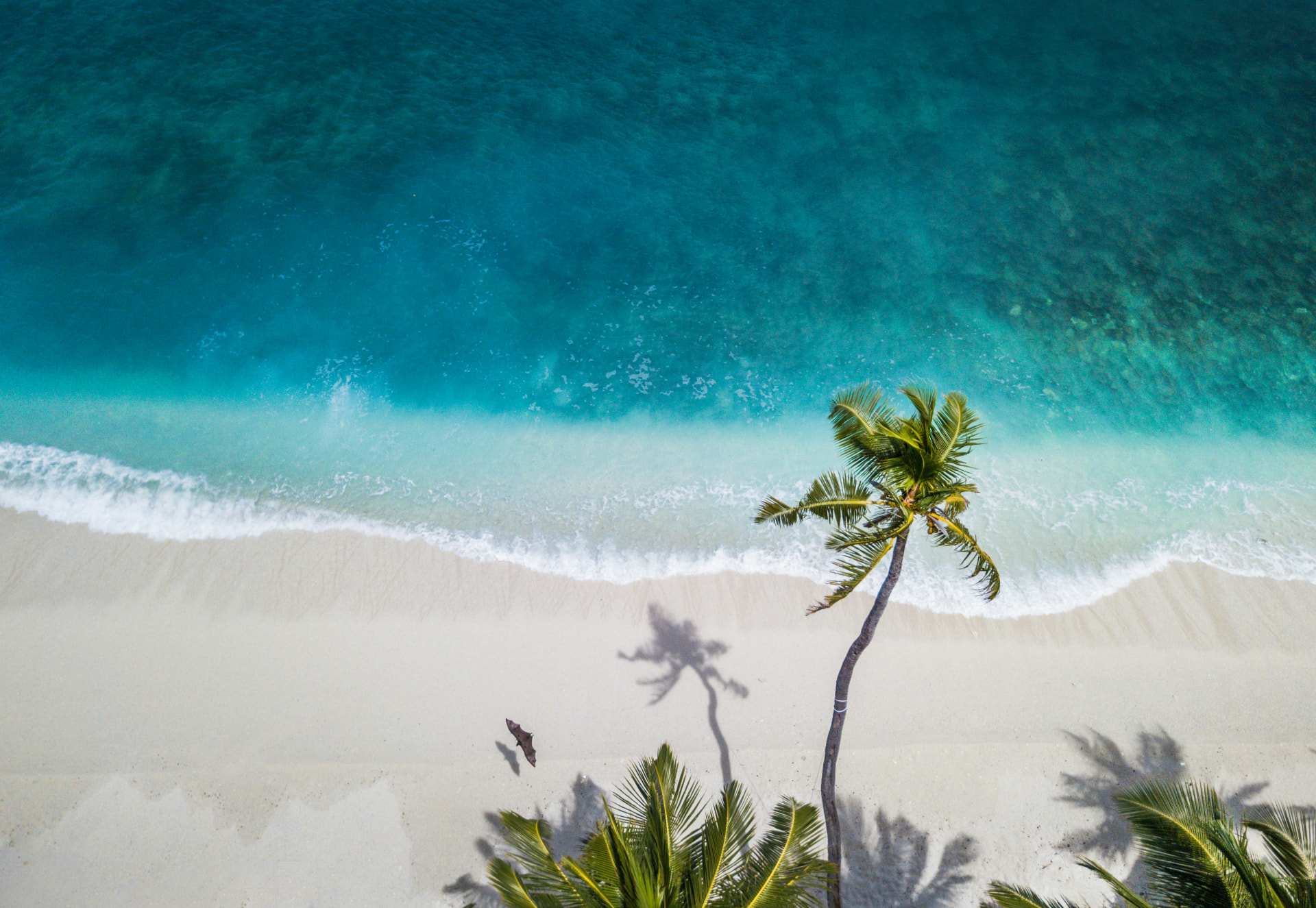 Aerial view of a turquoise lagoon and palm-lined white sand beach